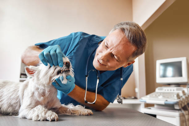 Best Emergency Dental Surgery in Centreville, MD
